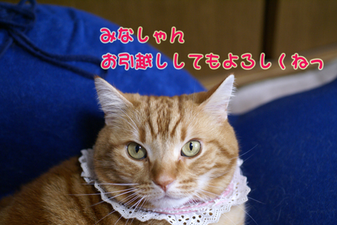 お引越し（よろしくね）.jpg