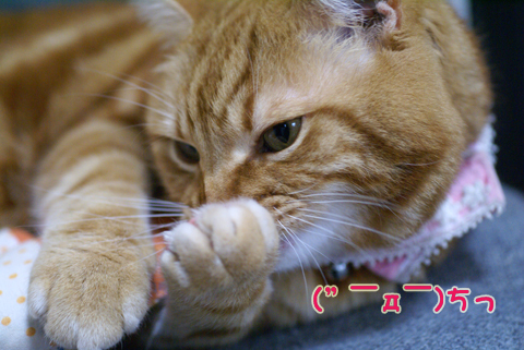 ちっ.jpg