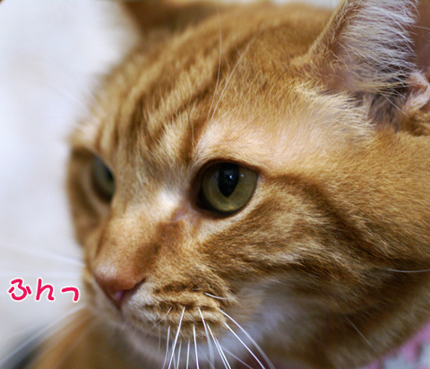 ふん.jpg