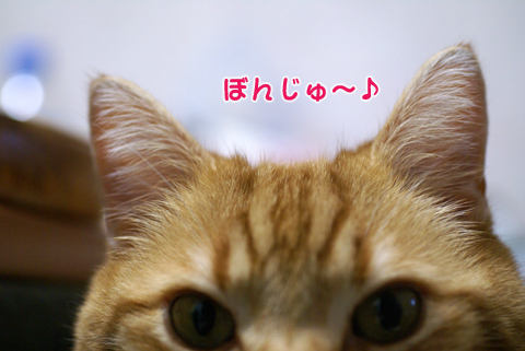 ぼんじゅ～2011.jpg
