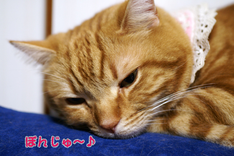 ぼんじゅ～♪.jpg