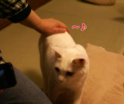猫の時間11.jpg