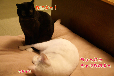 猫の時間23.jpg