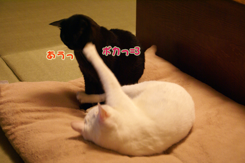 猫の時間24.jpg
