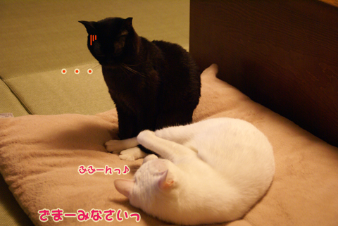 猫の時間25.jpg