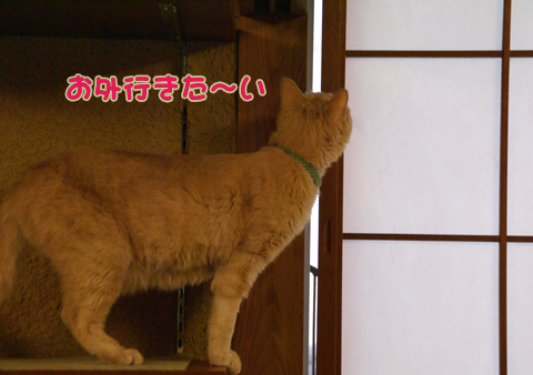 猫の時間30.jpg