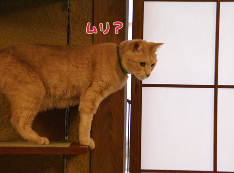 猫の時間31.jpg