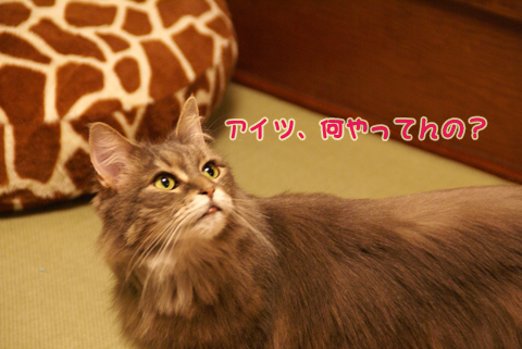 猫の時間33.jpg