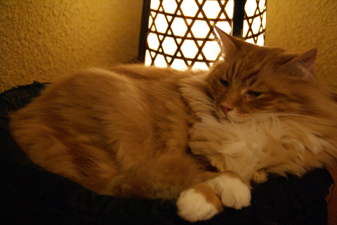 猫の時間36.jpg
