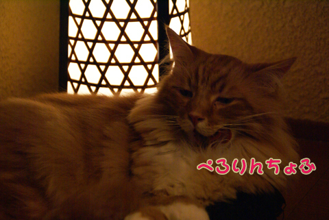 猫の時間37.jpg