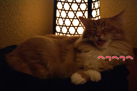 猫の時間38.jpg