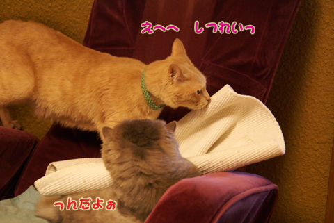 猫の時間44.jpg