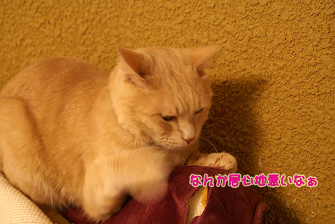 猫の時間45.jpg