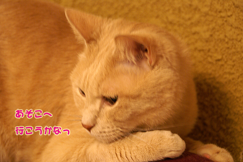 猫の時間46.jpg