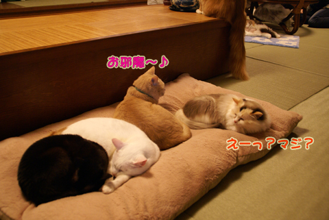 猫の時間47.jpg