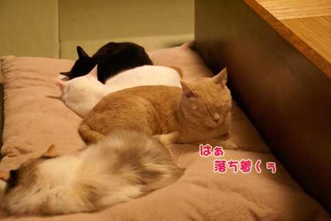 猫の時間48.jpg