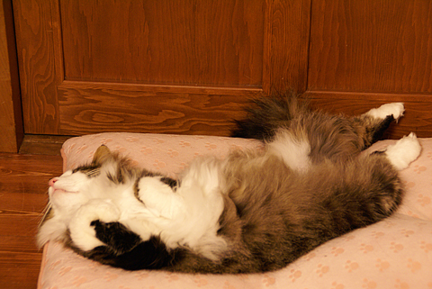 猫の時間51.jpg