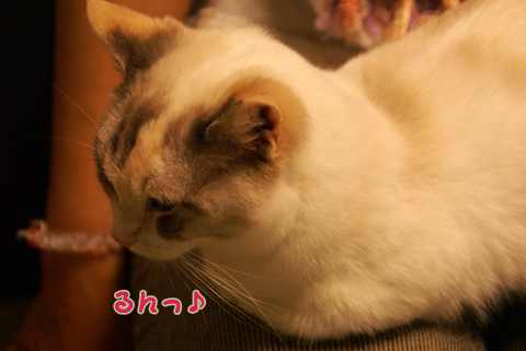 猫の時間53.jpg