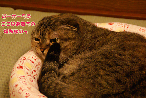 猫の時間58.jpg