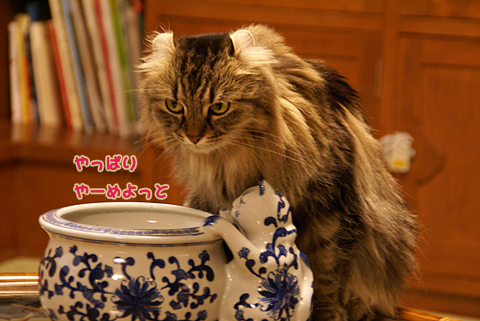 猫の時間59.jpg