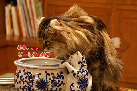 猫の時間60.jpg