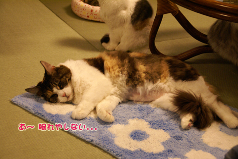猫の時間61.jpg