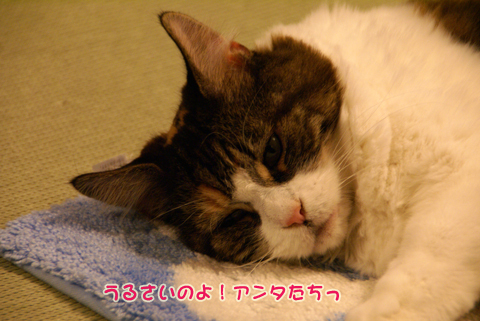 猫の時間62.jpg