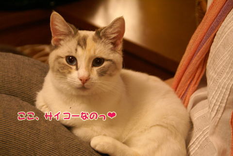 猫の時間63.jpg
