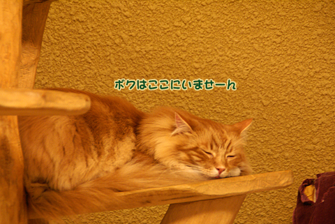 猫の時間65.jpg