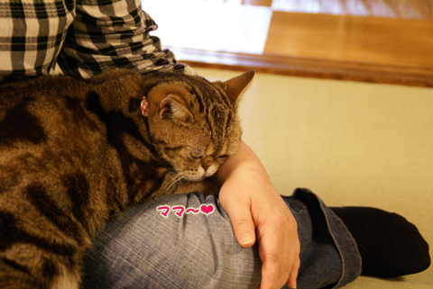 猫の時間67.jpg