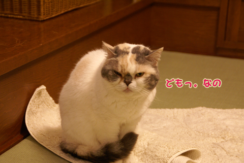 猫の時間70.jpg
