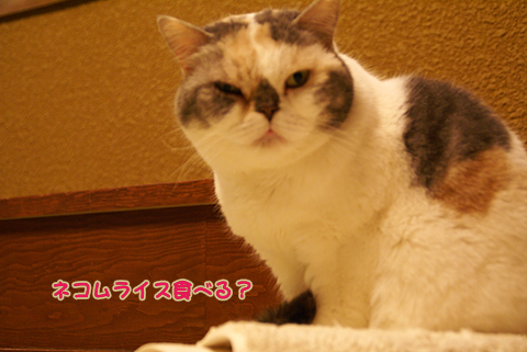 猫の時間72.jpg