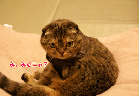 猫の時間73.jpg