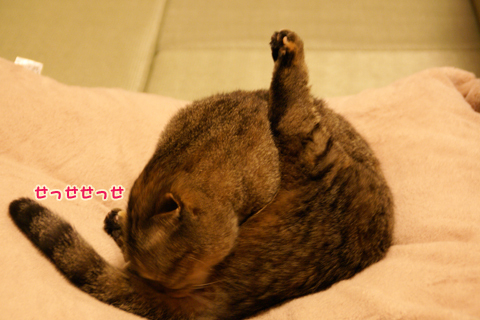 猫の時間74.jpg