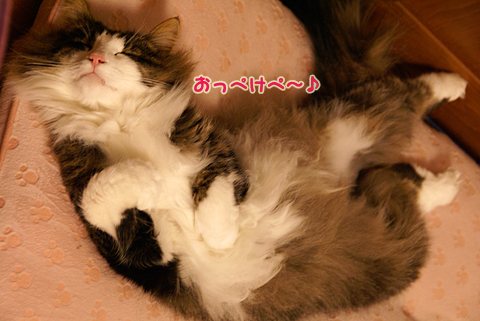 猫の時間75.jpg