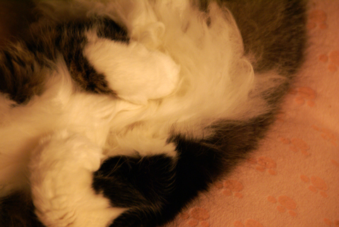 猫の時間76.jpg