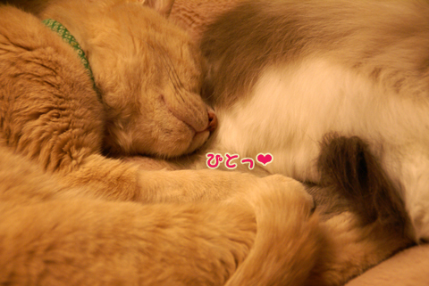 猫の時間77.jpg
