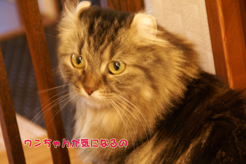 猫の時間85.jpg