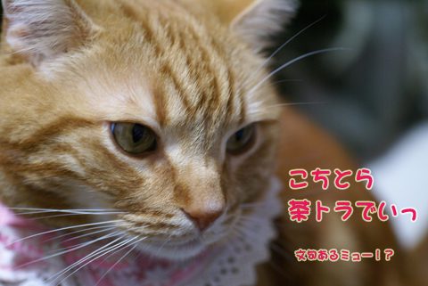 茶トラでい.jpg